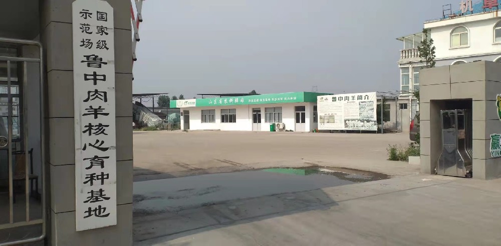 国家级示范场鲁中肉羊