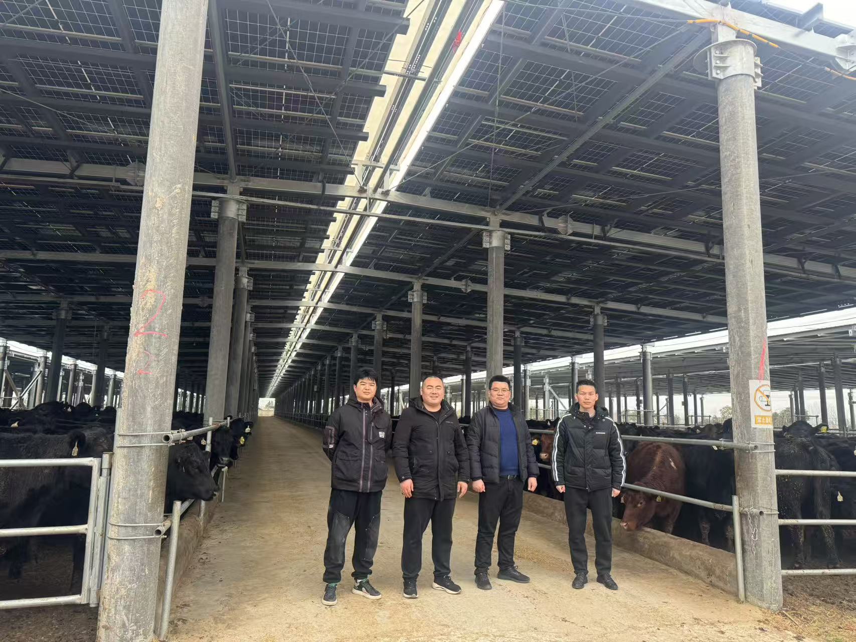 安徽阜阳大型牛场上门B超培训